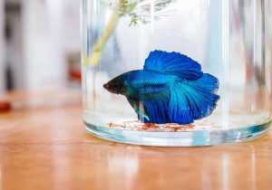 Bisnis Ikan Cupang Yang lagi Hype